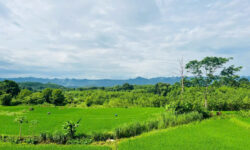 ♻️Tổng diện tích sử dụng lên đến 3500m2 trong đó 1185m2 đất ở + vườn. Tặng kèm 2400m2 đất ao và lúa.